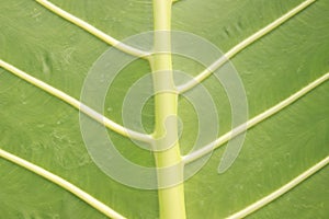 Close-Up of Giant Taro Leaf. ElephantÃ¢â¬â¢s-ears. Alocasia Macrorrhizos. Big Green Leaves